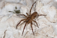 La Zoropse  pattes pineuses. Une femelle (Araneae - Zoropsidae - Zoropsis spinimana)